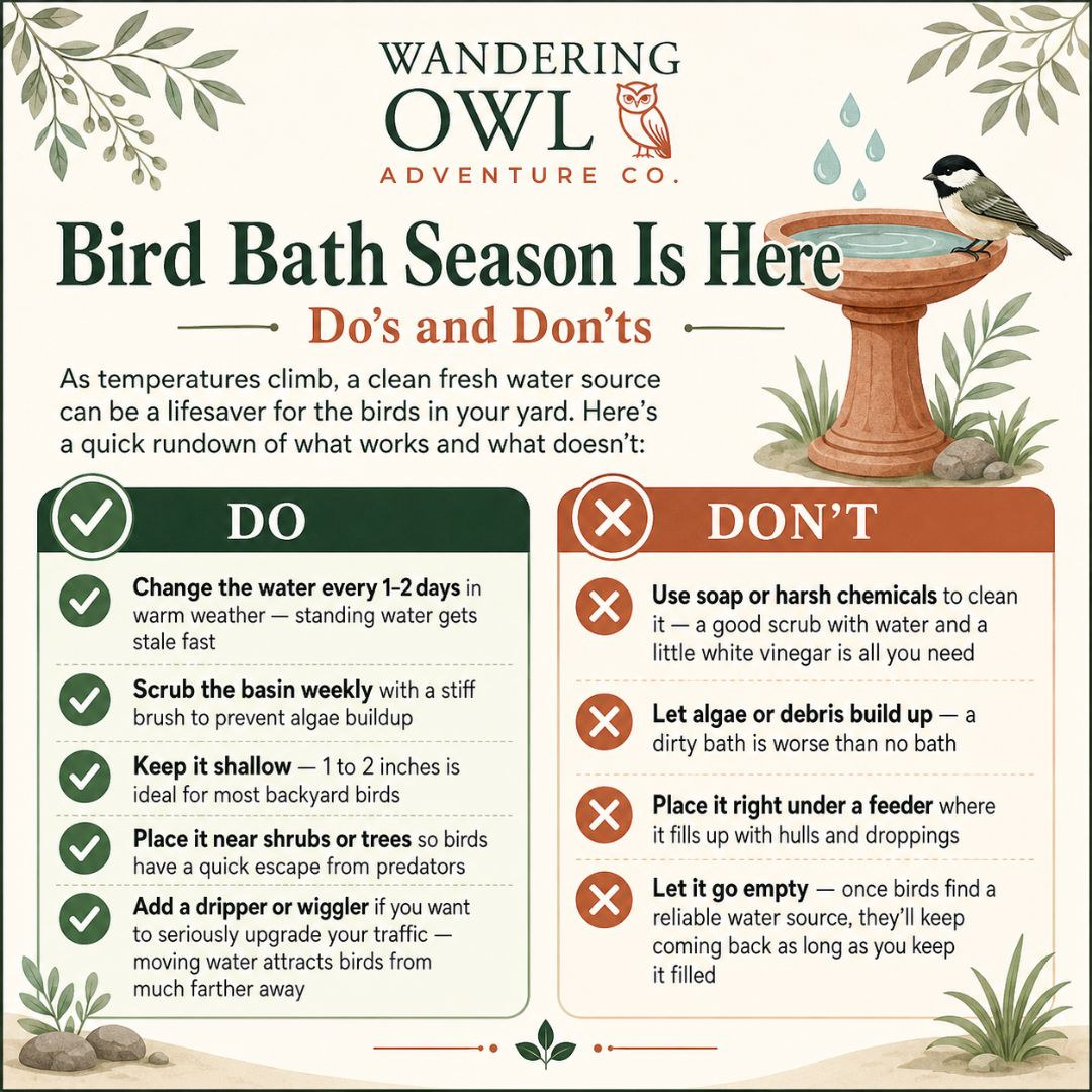 Bird Bath Do's and Don'ts — How to Keep Your Bird Bath Safe This Summer
