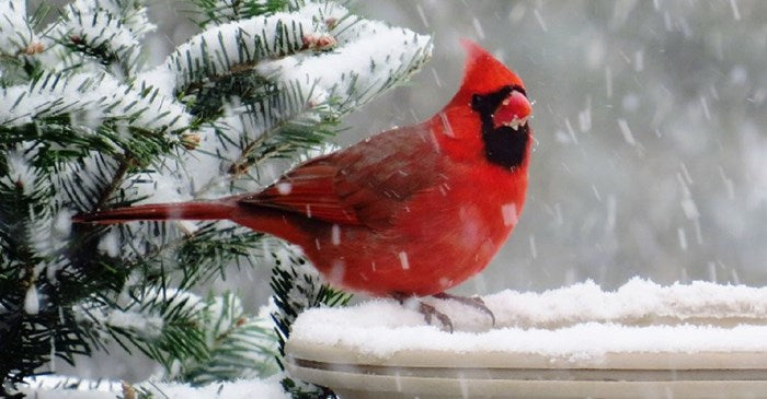 a picture of a bright red cardinal resting on a bird bath with snow falling