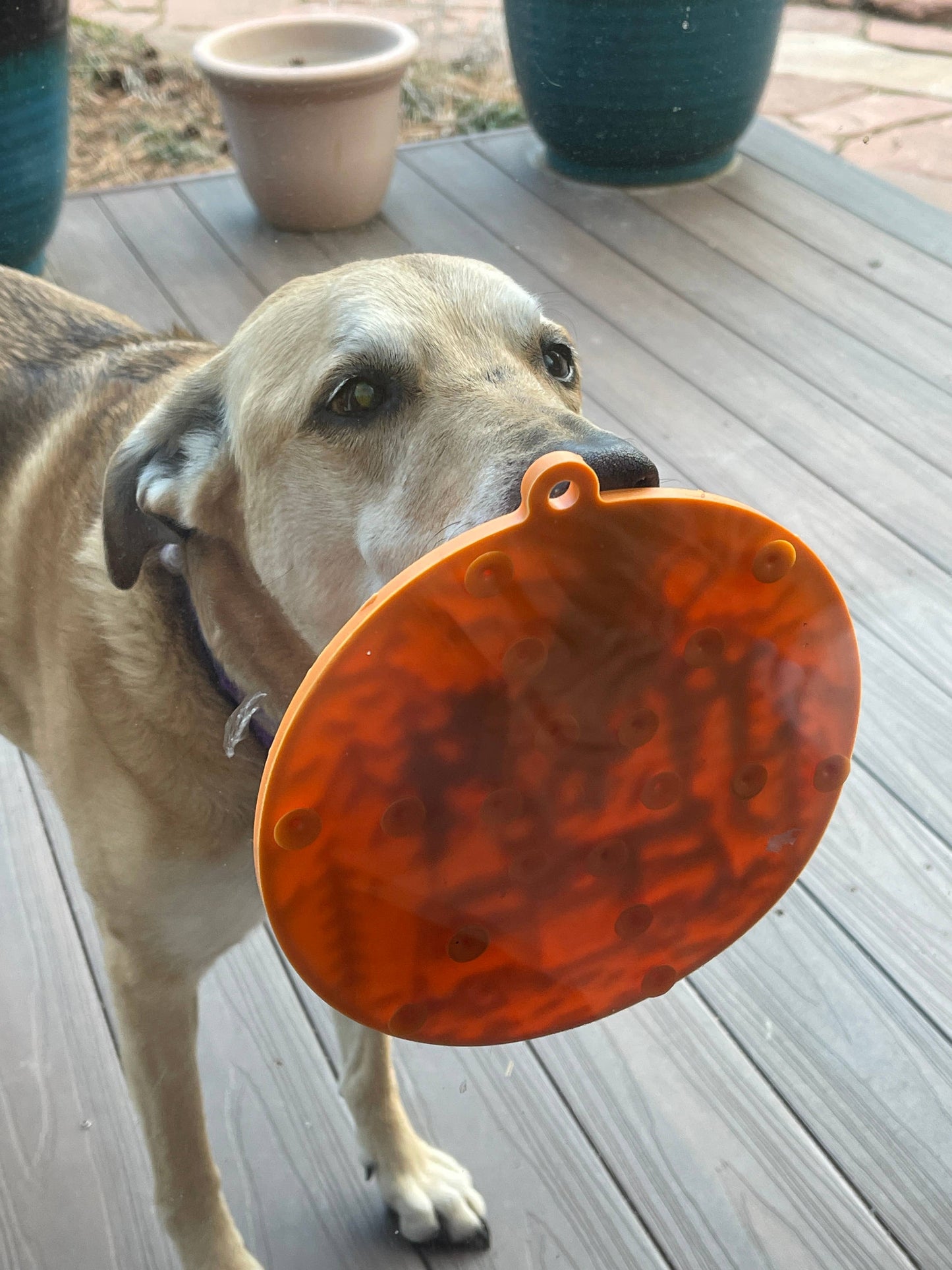 Camper Enrichment Lick Mat With Suction Cups